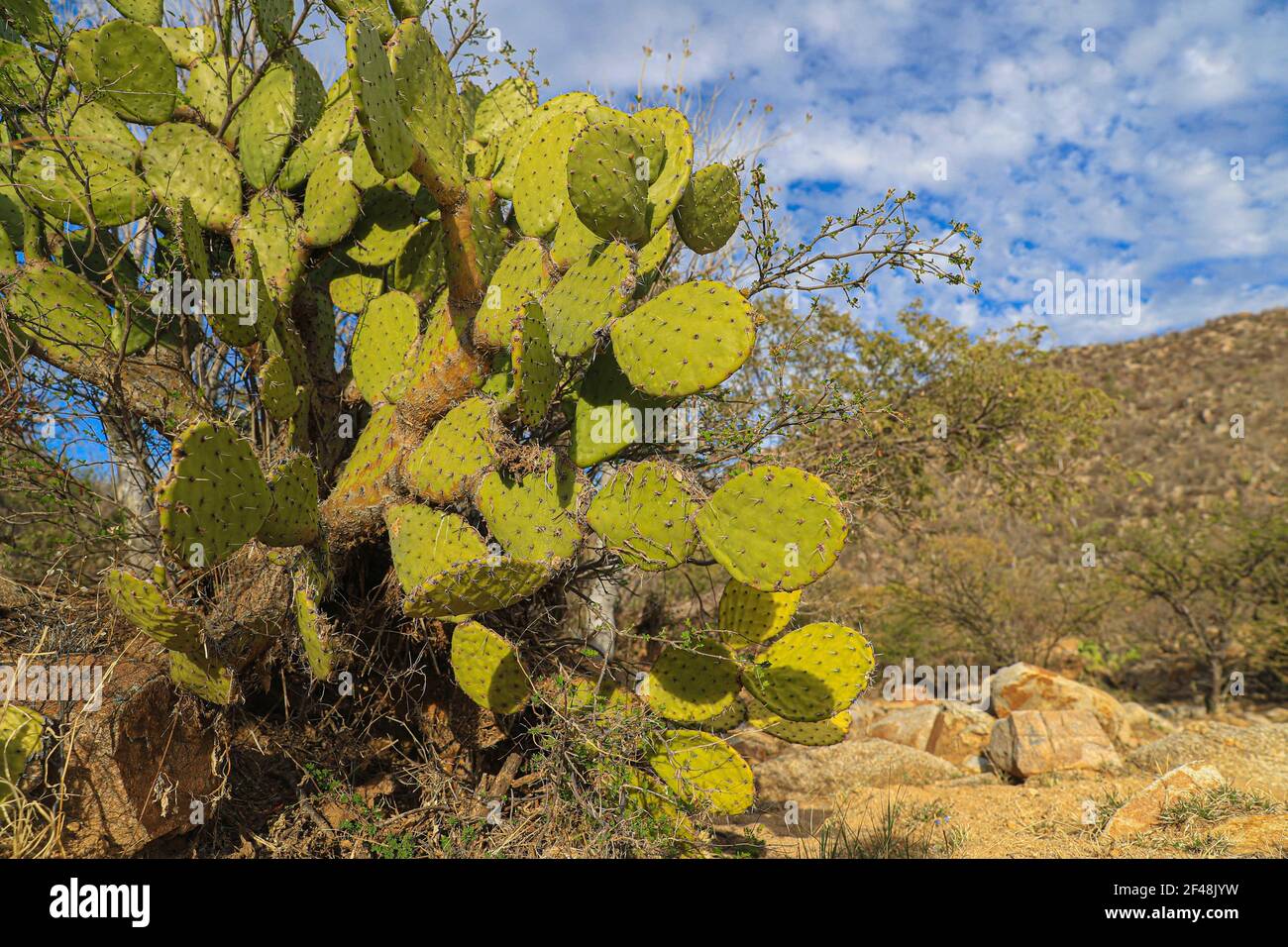 Verde piatto stocchi arrotondati di cactus nel deserto di sonora. Moctezuma, sonora Messico ... Cladodi arrotondati verdi piatti di opuntia cactus, Balchik, opunti Foto Stock