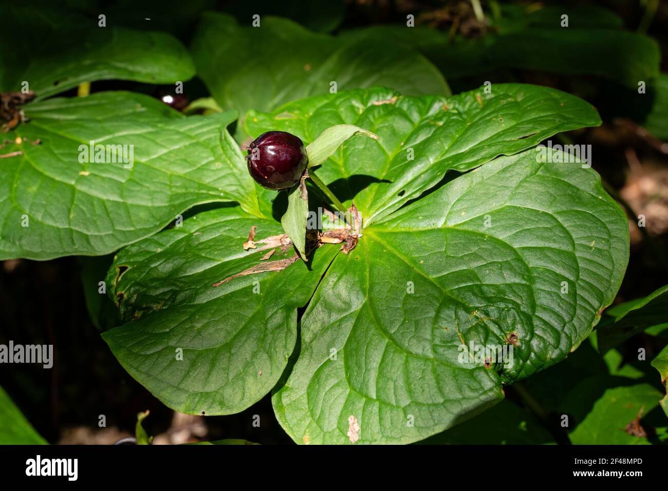 Giardini botanici di Dawyck, Scozia - pianta di Trillium erectum Foto Stock