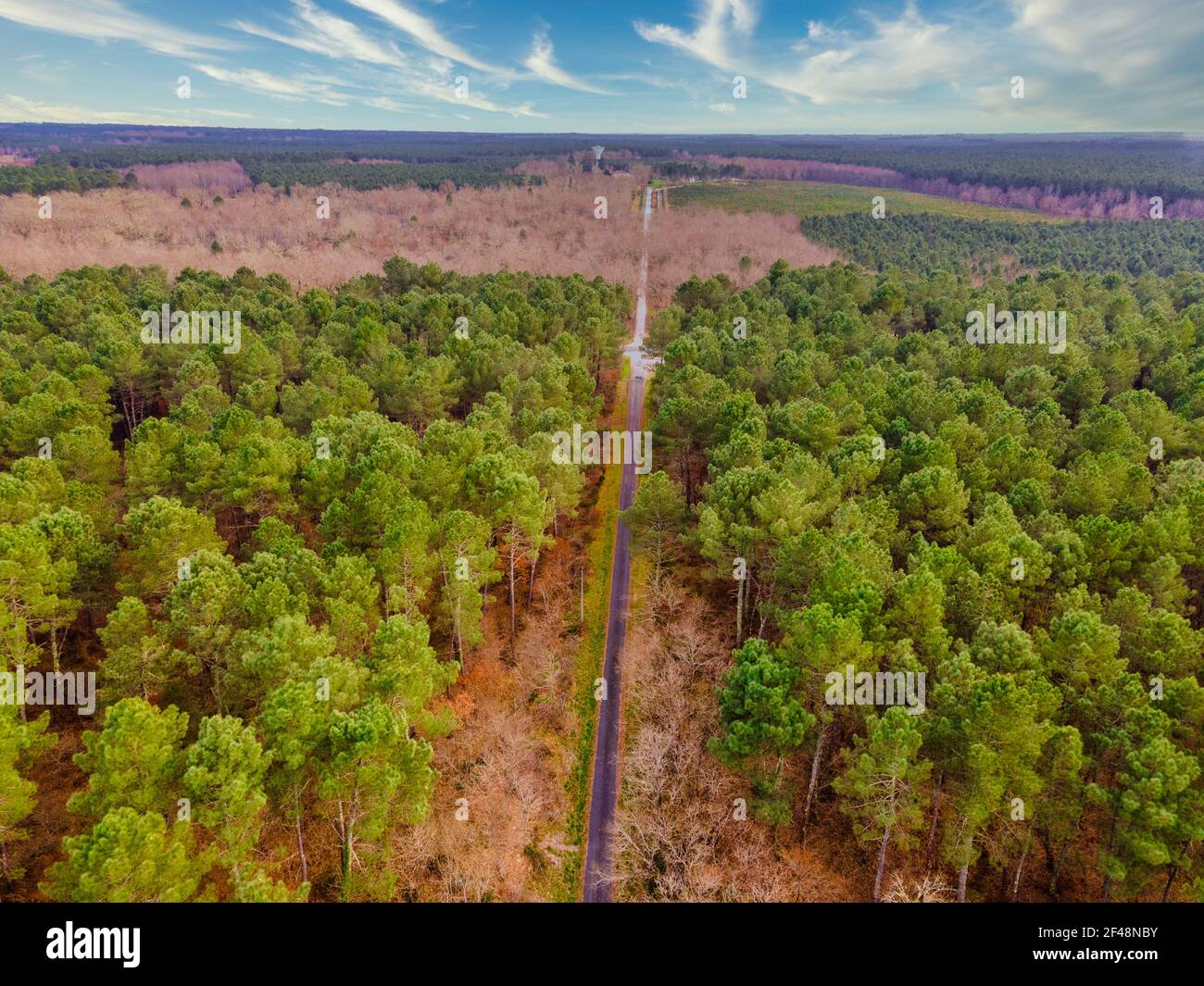 Vista aerea della foresta di pini nel dipartimento della Gironda vicino a Bordeaux in Francia. Foto Stock