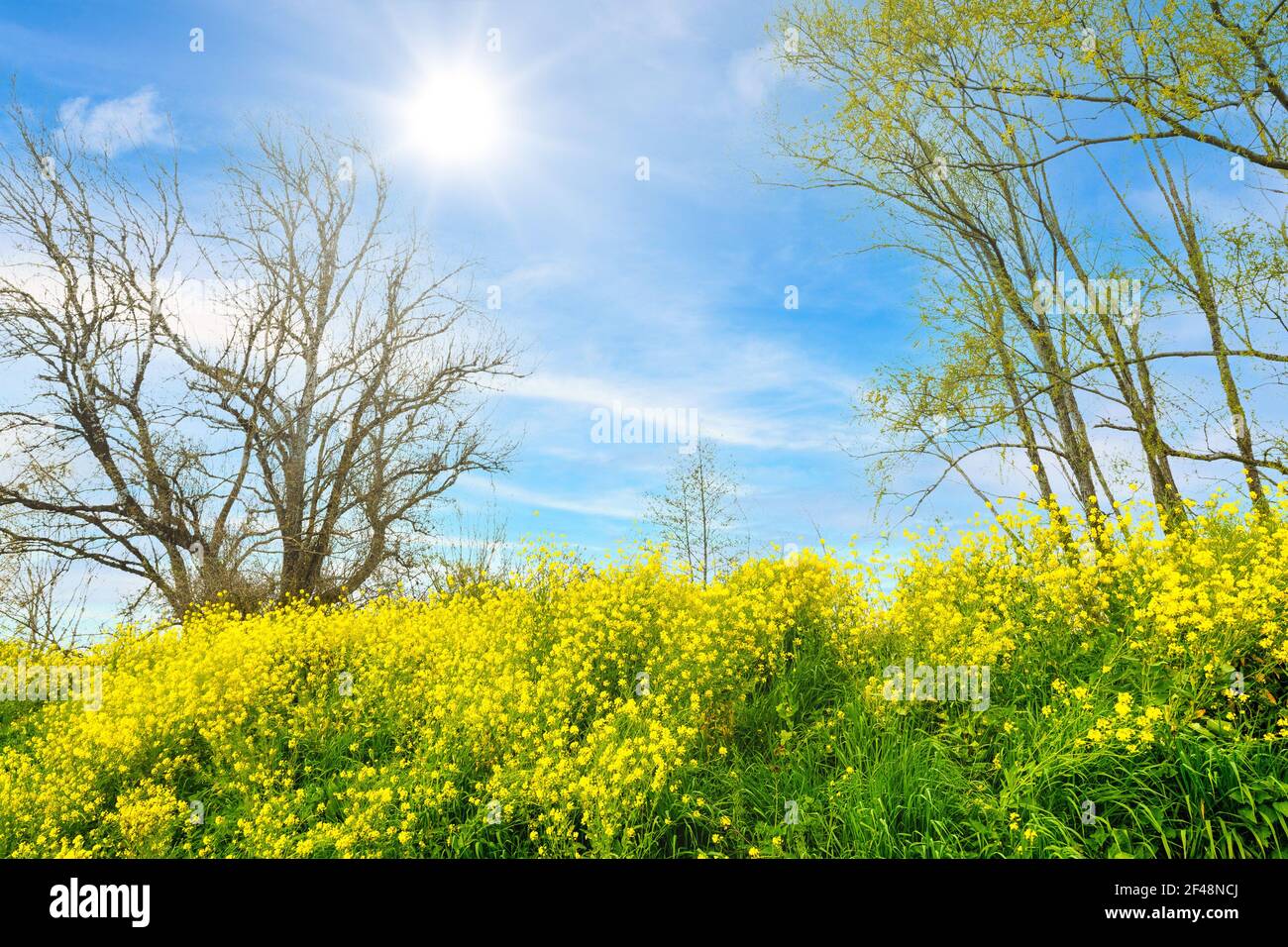 Fiori di colza in primavera fioriscono nella campagna vicino a Bordeaux, Francia Foto Stock