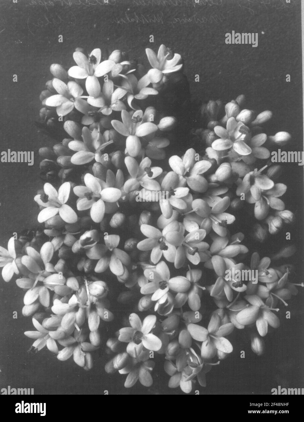 Filata di calzature (Centanthus Calcitrapa), infiorescenza Foto Stock