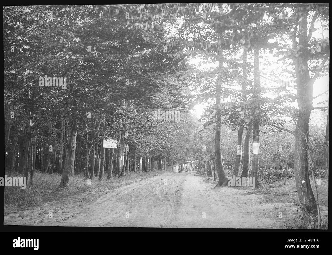 Gotzlow Szczecin. Nella Foresta Boema Foto Stock