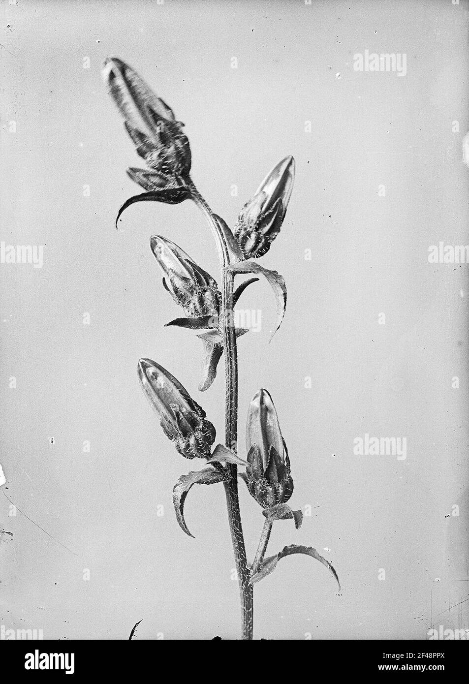 Glockenblume (Campanula) Foto Stock
