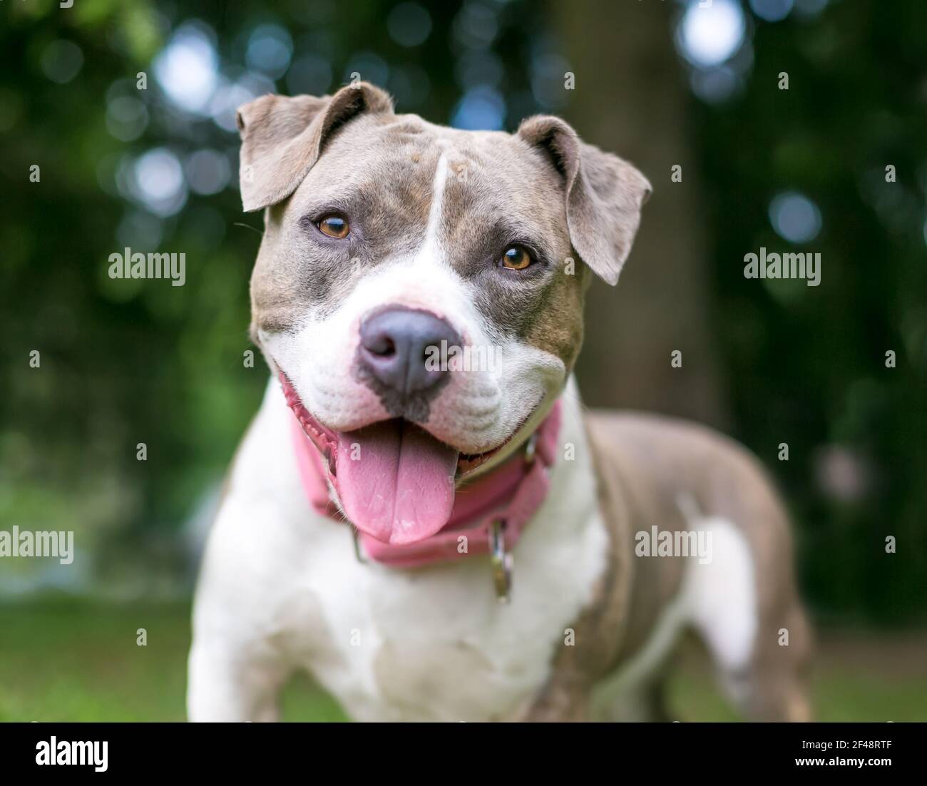 Un felice grigio e bianco Staffordshire Bull Terrier razza mista panificazione del cane Foto Stock