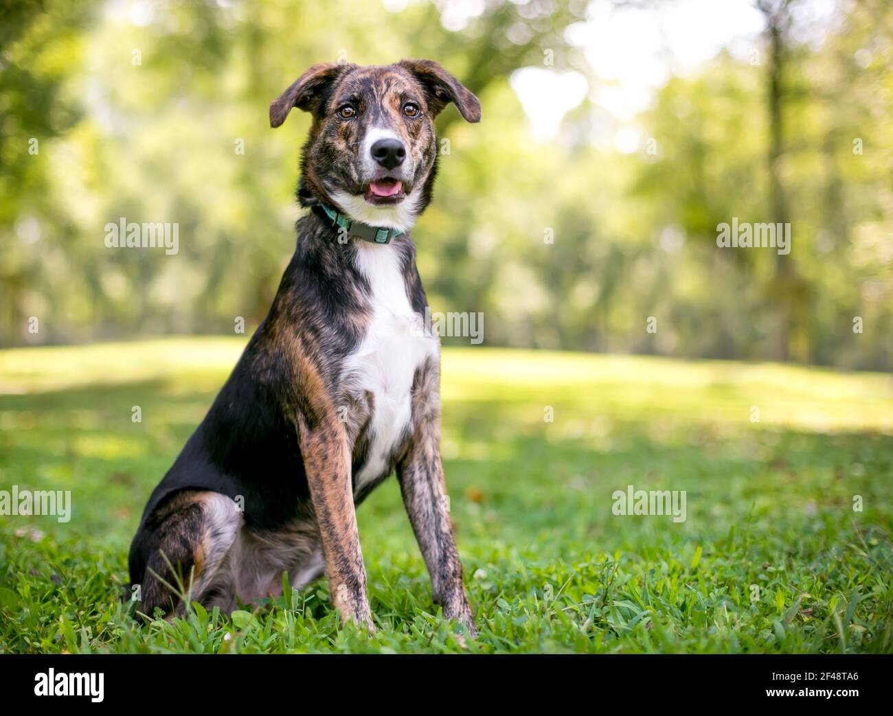 Un cane di razza mista bianco e brindle con un grande floppy orecchie che si siedono all'aperto Foto Stock