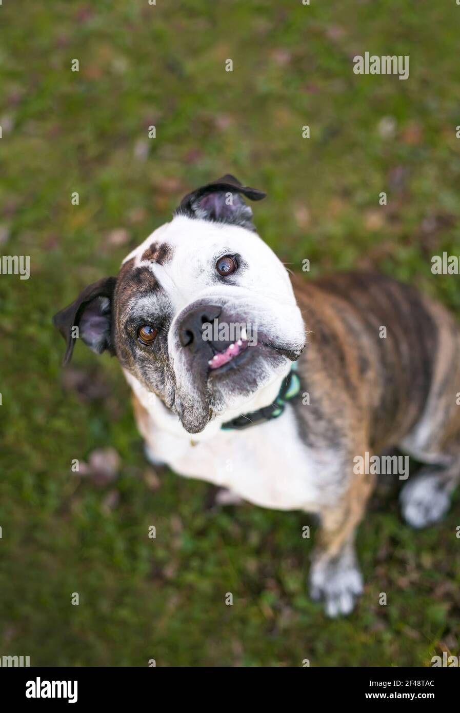 Un bulldog inglese purebred con un underbite seduto all'aperto e. guardando verso l'alto la fotocamera con la testa inclinata Foto Stock