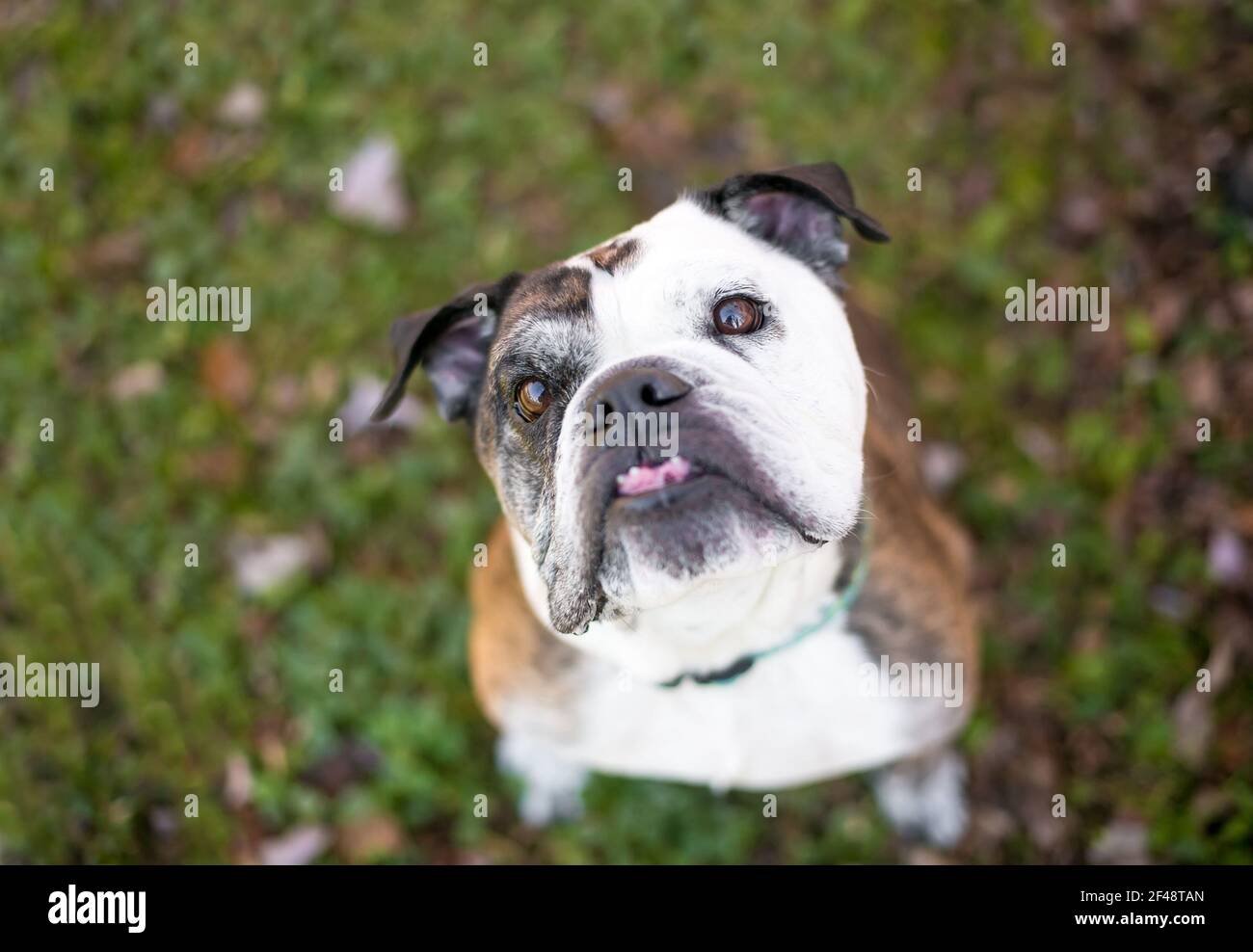 Un bulldog inglese purebred con un underbite seduto all'aperto e. guardando verso l'alto la fotocamera con la testa inclinata Foto Stock