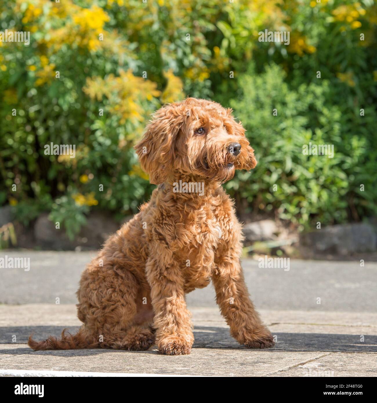 Cockapoo dog immagini e fotografie stock ad alta risoluzione - Alamy