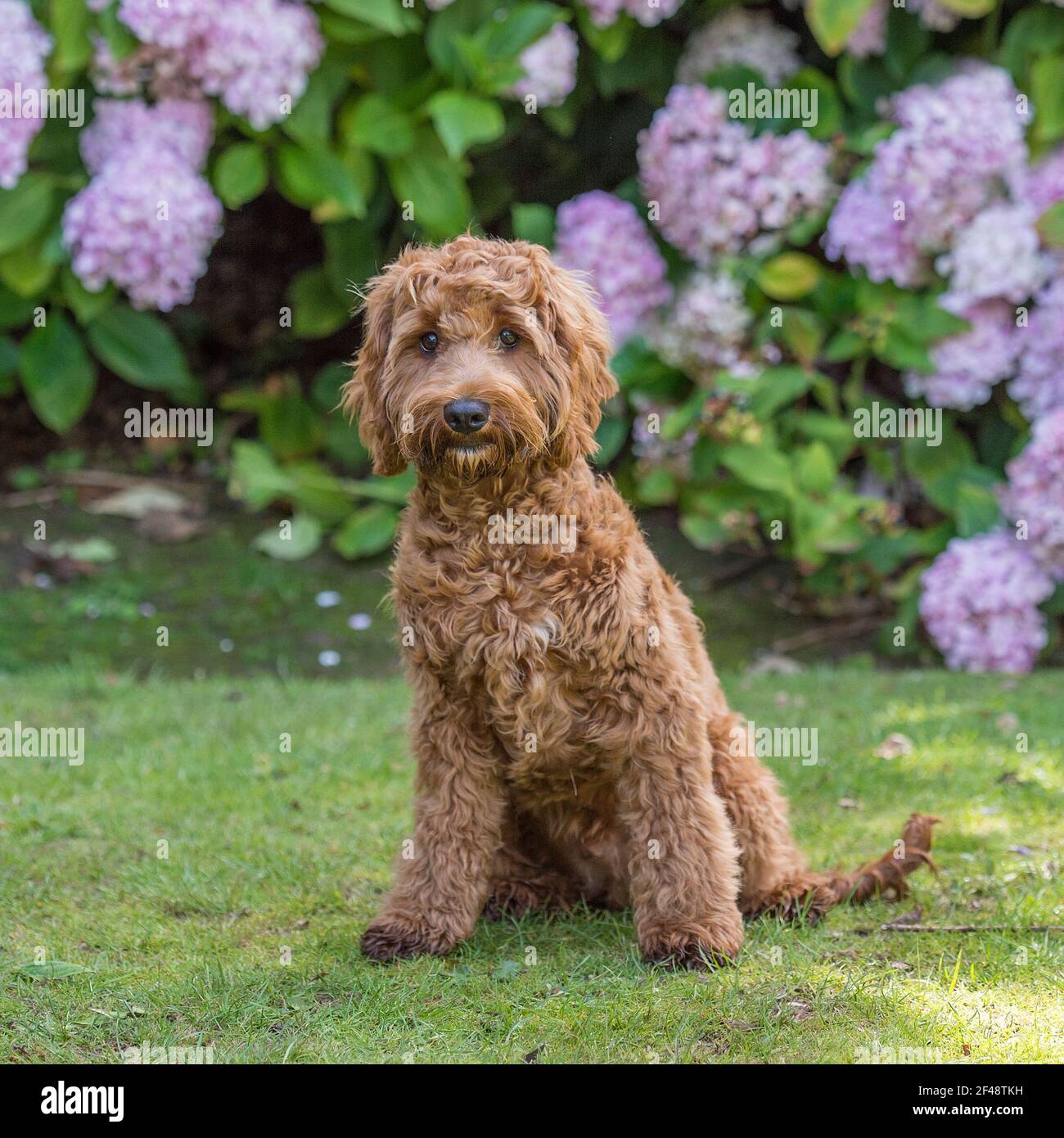 Cockapoo dog immagini e fotografie stock ad alta risoluzione - Alamy