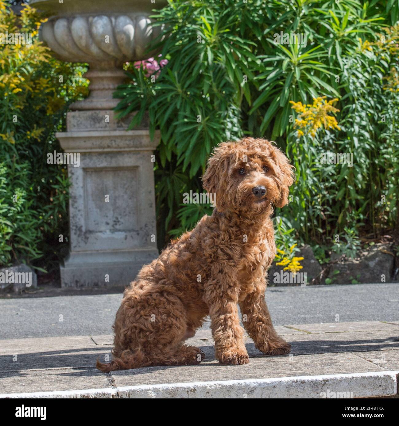 Cockapoo dog immagini e fotografie stock ad alta risoluzione - Alamy