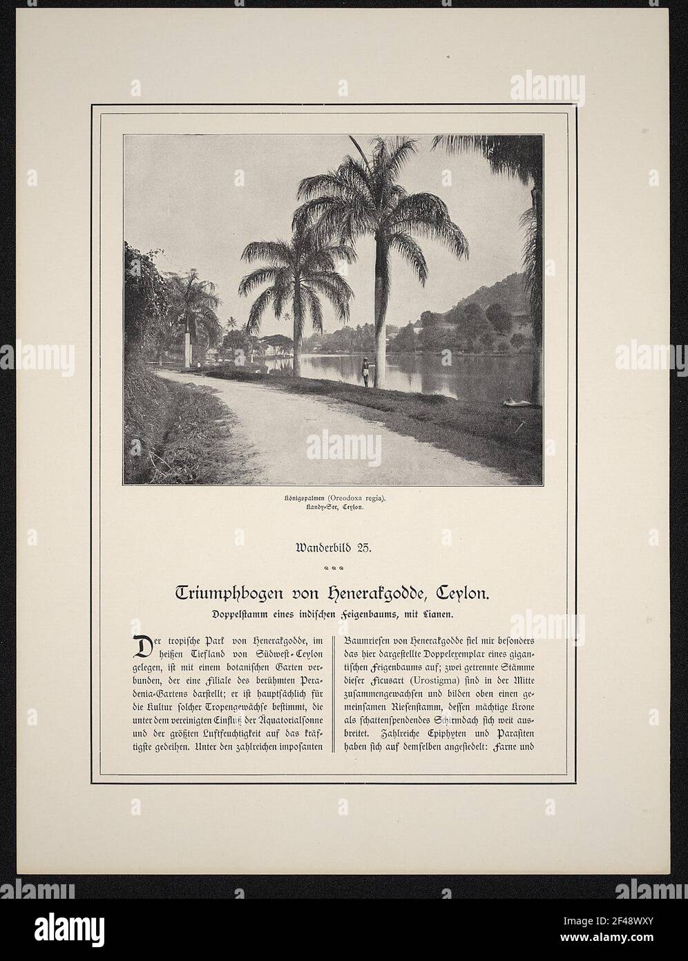 Königspalmen (Oreodoxa regia). Kandy-See, Ceylon. Foto Stock