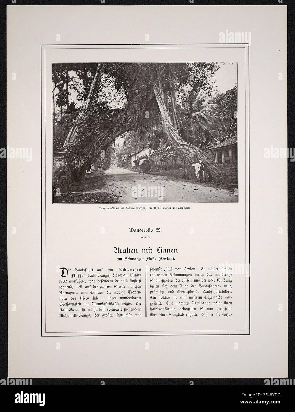 Albero di Benyanen a Caltura (Ceylon) Foto Stock