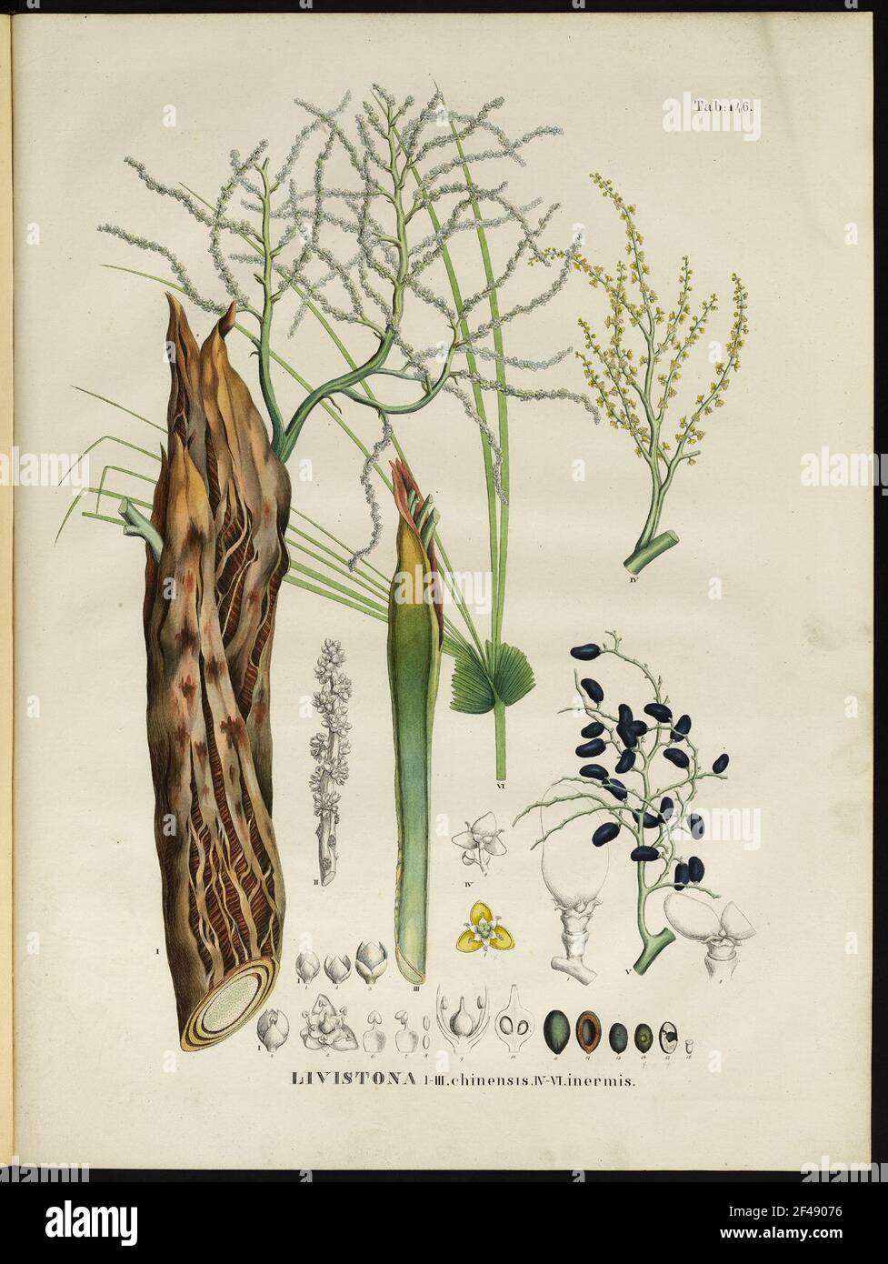 Storia naturale degli alberi. Livistona chinensis non armato livistona Foto Stock