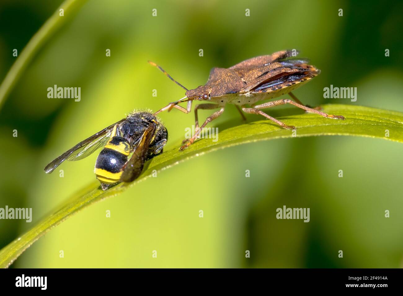 Heteroptera con preda alla vespa. Questo insetto è un vero e proprio scarabeo predatore che predica su altri insetti. Scena della fauna selvatica in natura d'Europa. Paesi Bassi. Foto Stock