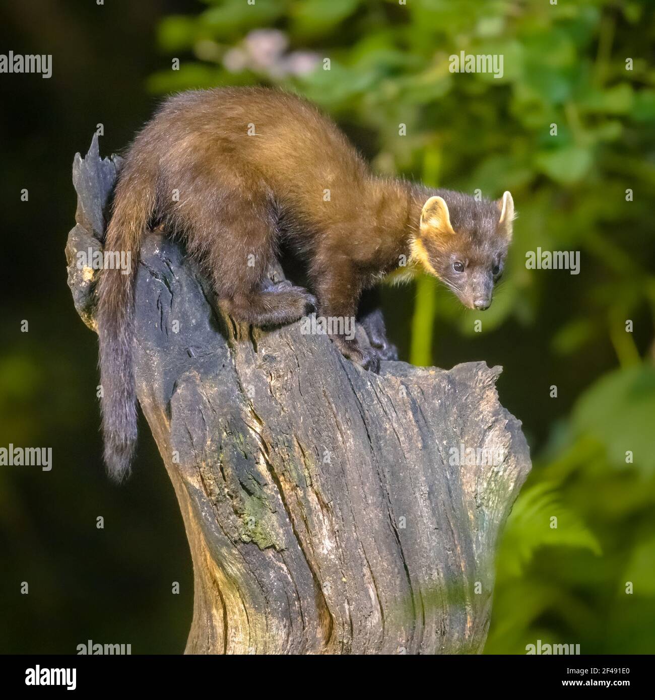 Martora di pino (Martes Martes) su tronco in circostanze buie in una foresta di notte. Fauna selvatica scena della natura in Europa. Foto Stock