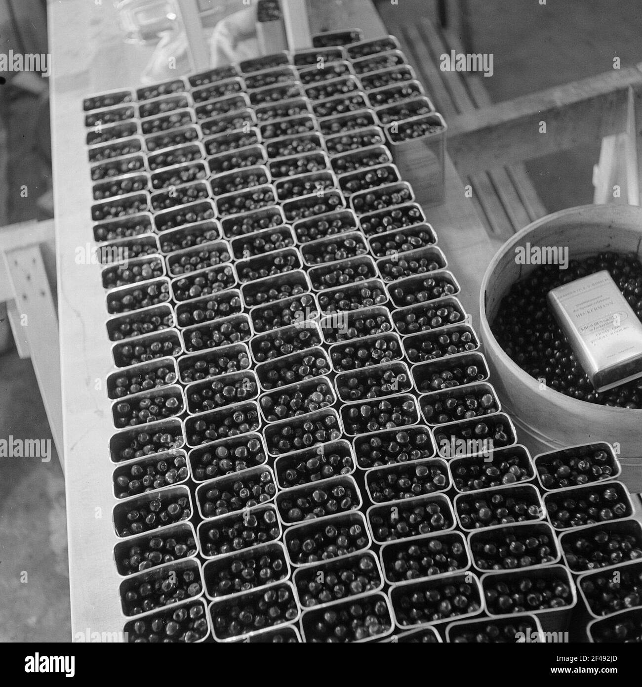 Donna riempie le ciliegie preparate in lattine Foto Stock