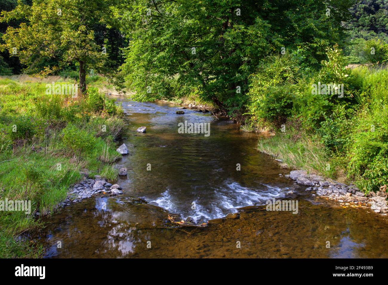 Cherry Creek scorre attraverso un prato selvaggio di fiori selvatici nativi E le erbe su una ex pensione da golf a Cherry Valley National Wildlife Refuge a Pennsyl Foto Stock