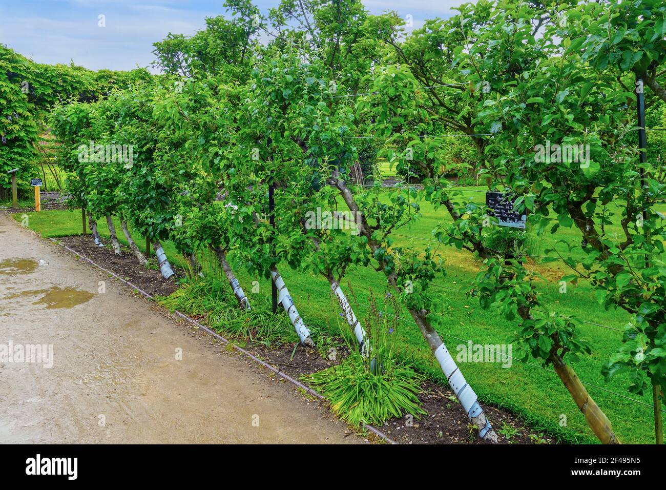 Un esponente di Court Pendu Plat Apples, una cultivar francese estremamente antica di mela addomesticata che è stato registrato per la prima volta nel 1613, Tatton Park Garden Foto Stock Un esponente di Court Pendu Plat Apples, una cultivar francese estremamente antica di mela addomesticata che è stato registrato per la prima volta nel 1613, Tatton Park Garden Foto Stock