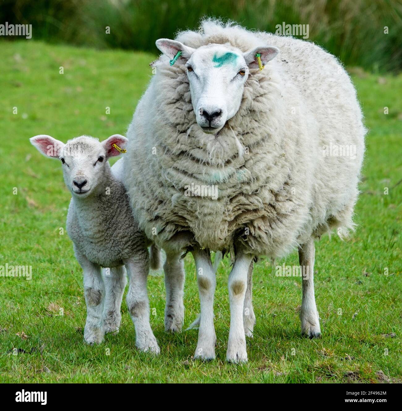 Welsh Mountain Sheep, una pecora e il suo agnello guardando dritto davanti alla macchina fotografica, Galles, Regno Unito Foto Stock