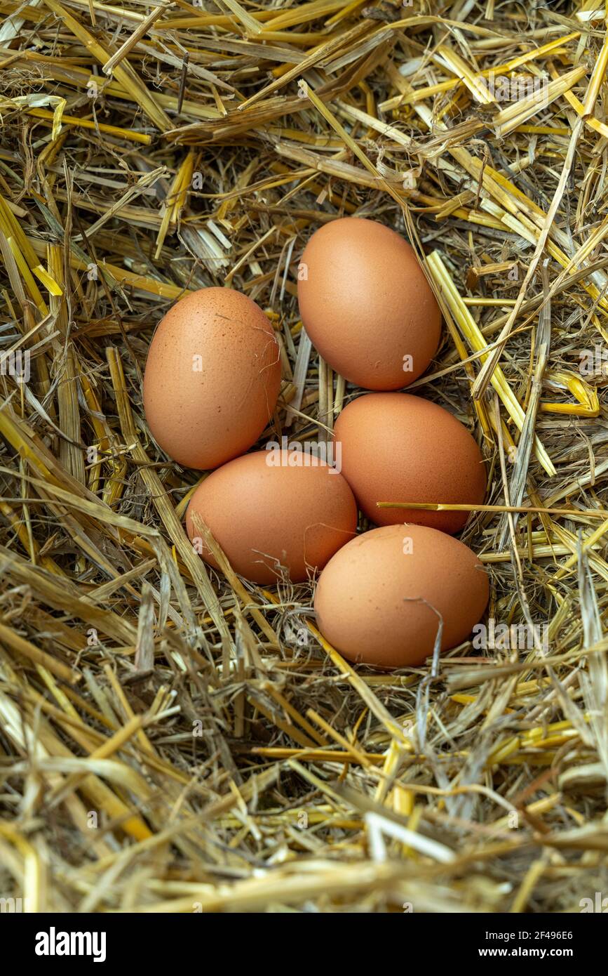 Covata fresca di uova di una gallina di razza livornese in un nido artificiale di una fattoria abruzzese. Abruzzo, Italia, Europa Foto Stock