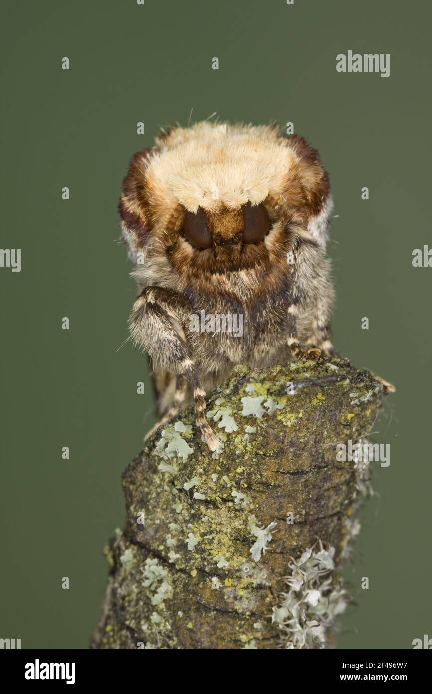 Buff-punta Moth - Dimostrazione di camuffamento Phalera bucephela Essex, Regno Unito AL000939 Foto Stock