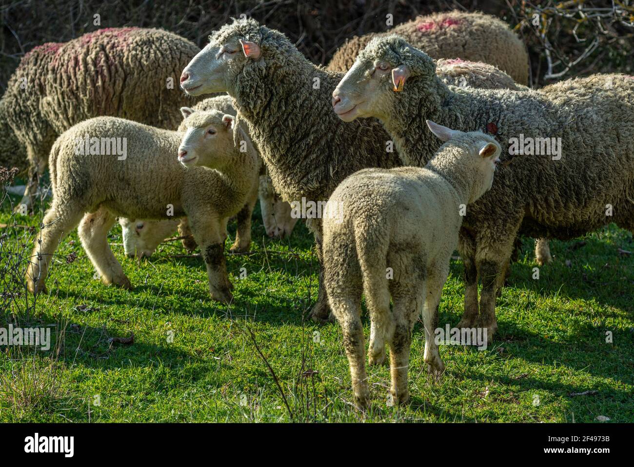 Gregge di pecore con agnelli che pascolano l'erba di un prato di montagna. Abruzzo, Italia, Europa Foto Stock
