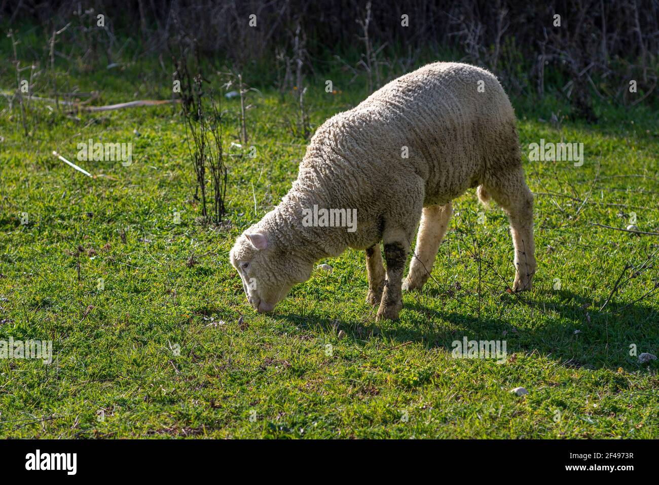Un agnello pascola l'erba di un prato di montagna. Abruzzo, Italia, Europa Foto Stock
