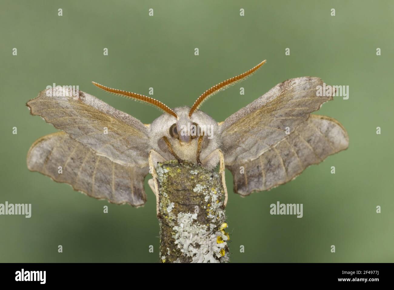 Il PIOPPO Hawk Moth Laothoe populi Essex, Regno Unito AL000940 Foto Stock