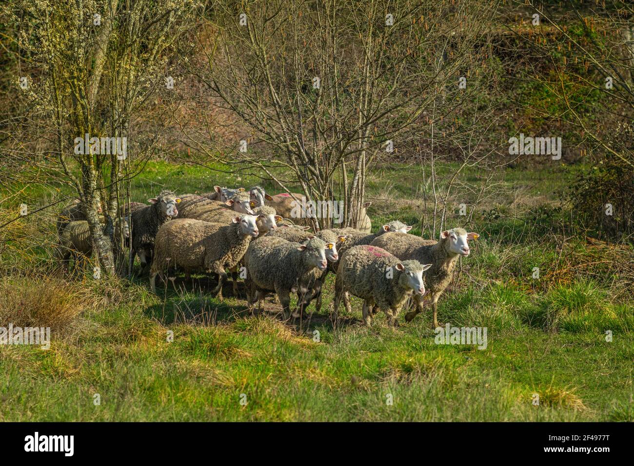 Gregge di pecore con agnelli che pascolano l'erba di un prato di montagna. Abruzzo, Italia, Europa Foto Stock