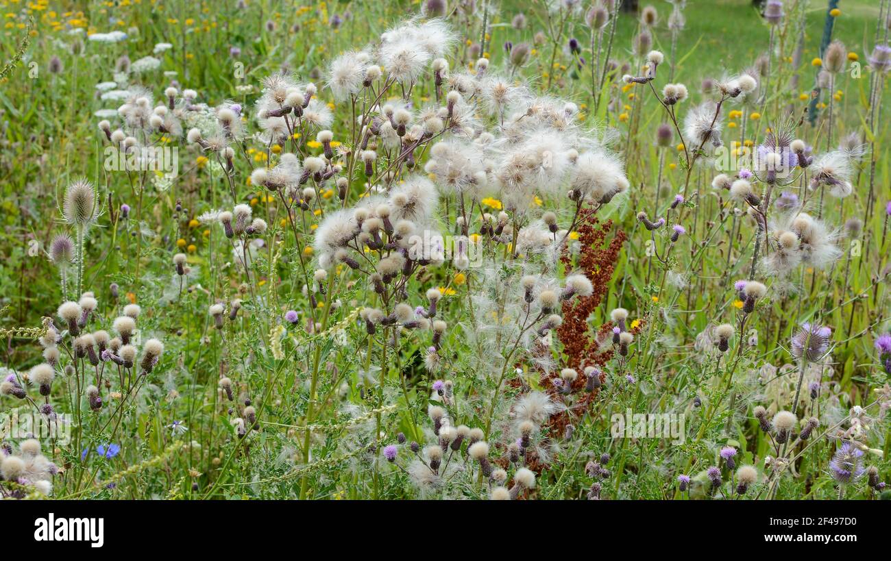 Molti campo Thistle con semi in un prato verde Foto Stock