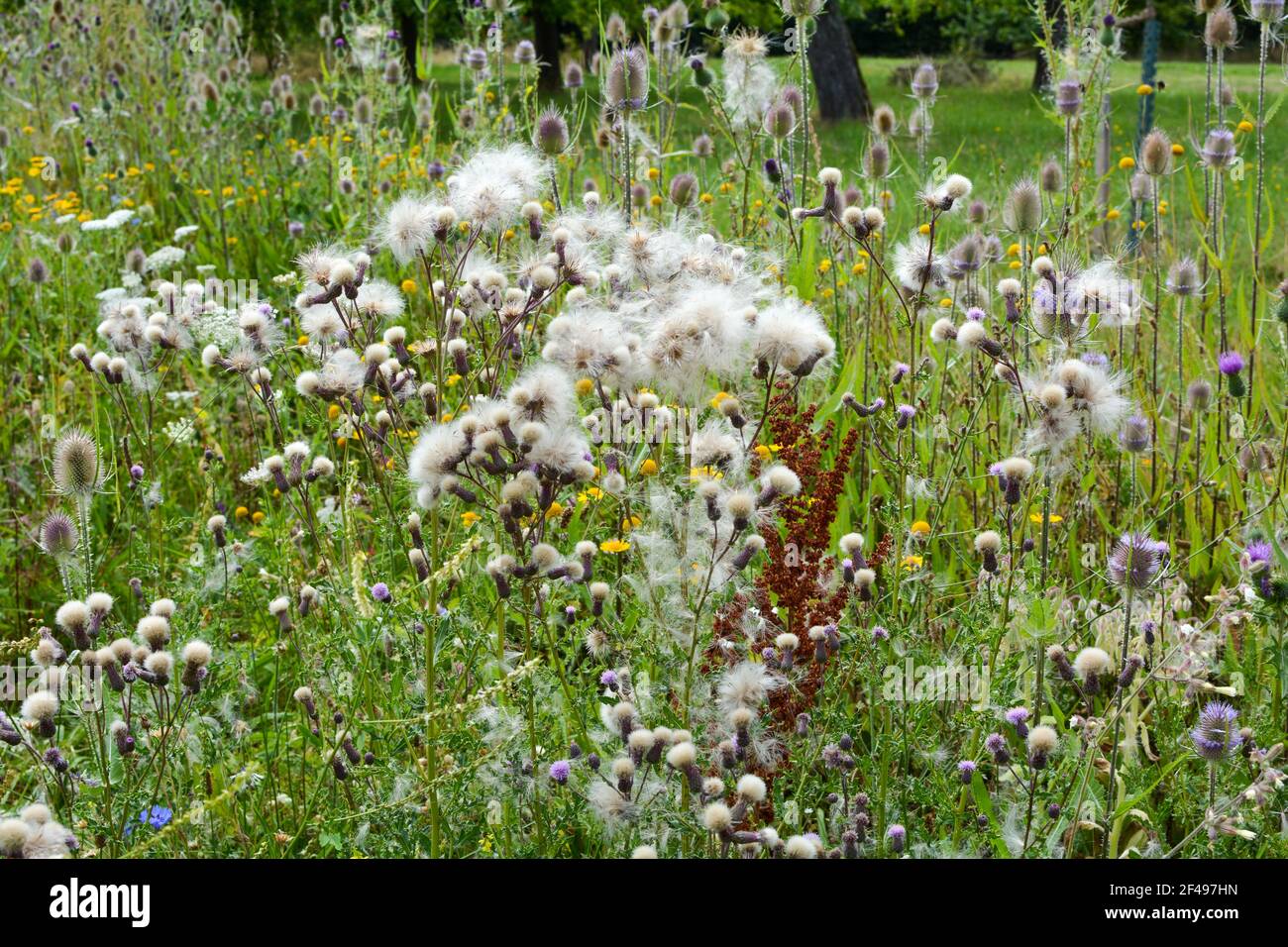 Molti thistle del campo con i semi in un prato verde Foto Stock