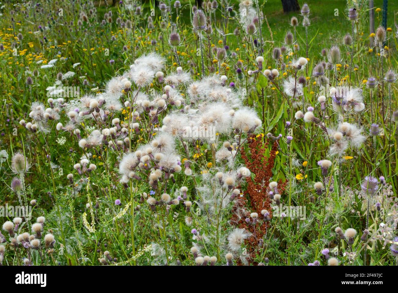 Campo Thistle con semi in un prato verde Foto Stock