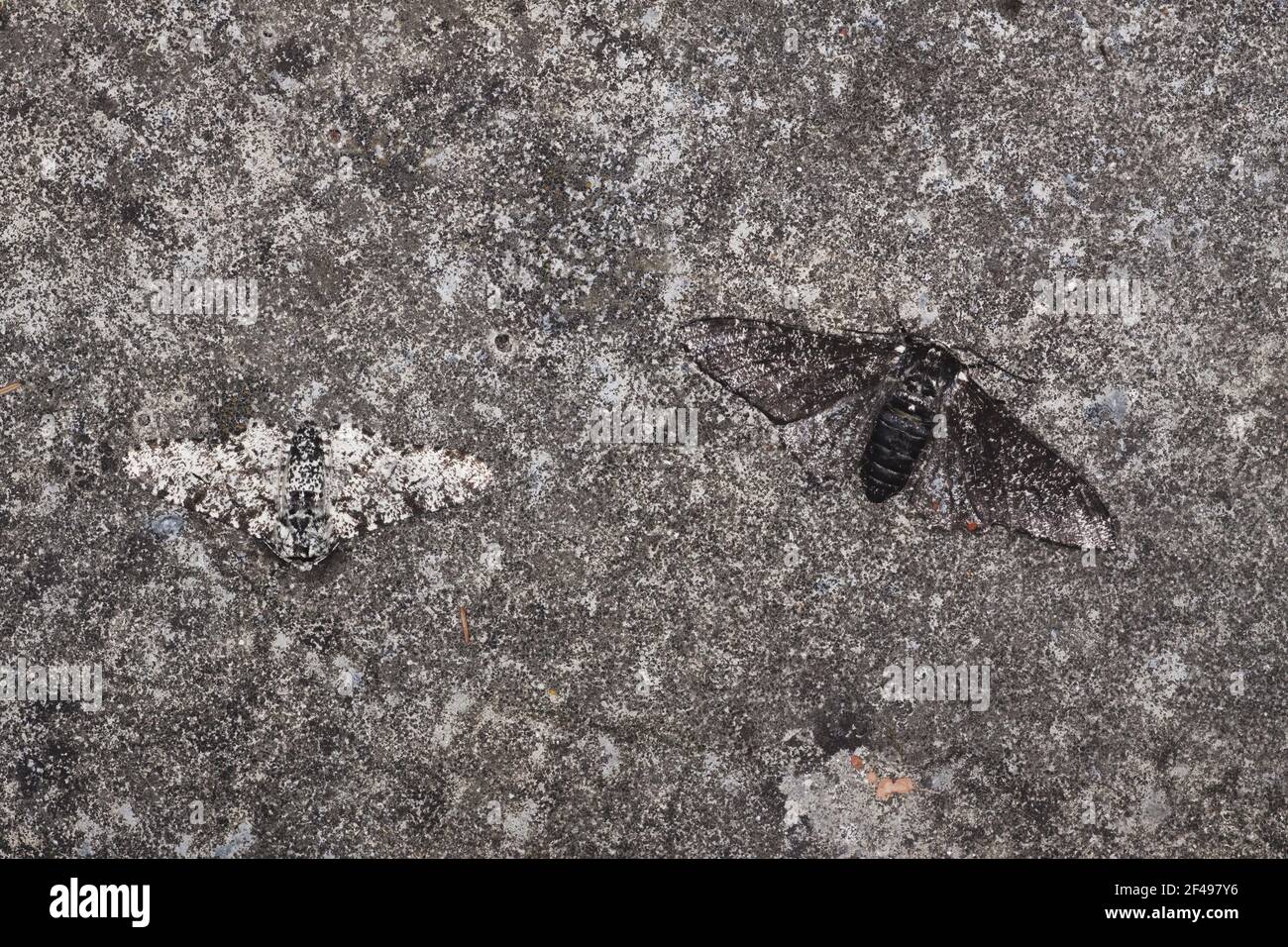 Pepati Moth - normale e melanico evoluzione esempi esempio che mostra il camuffamento adattamento Biston betularia Essex, Regno Unito AL000955 Foto Stock