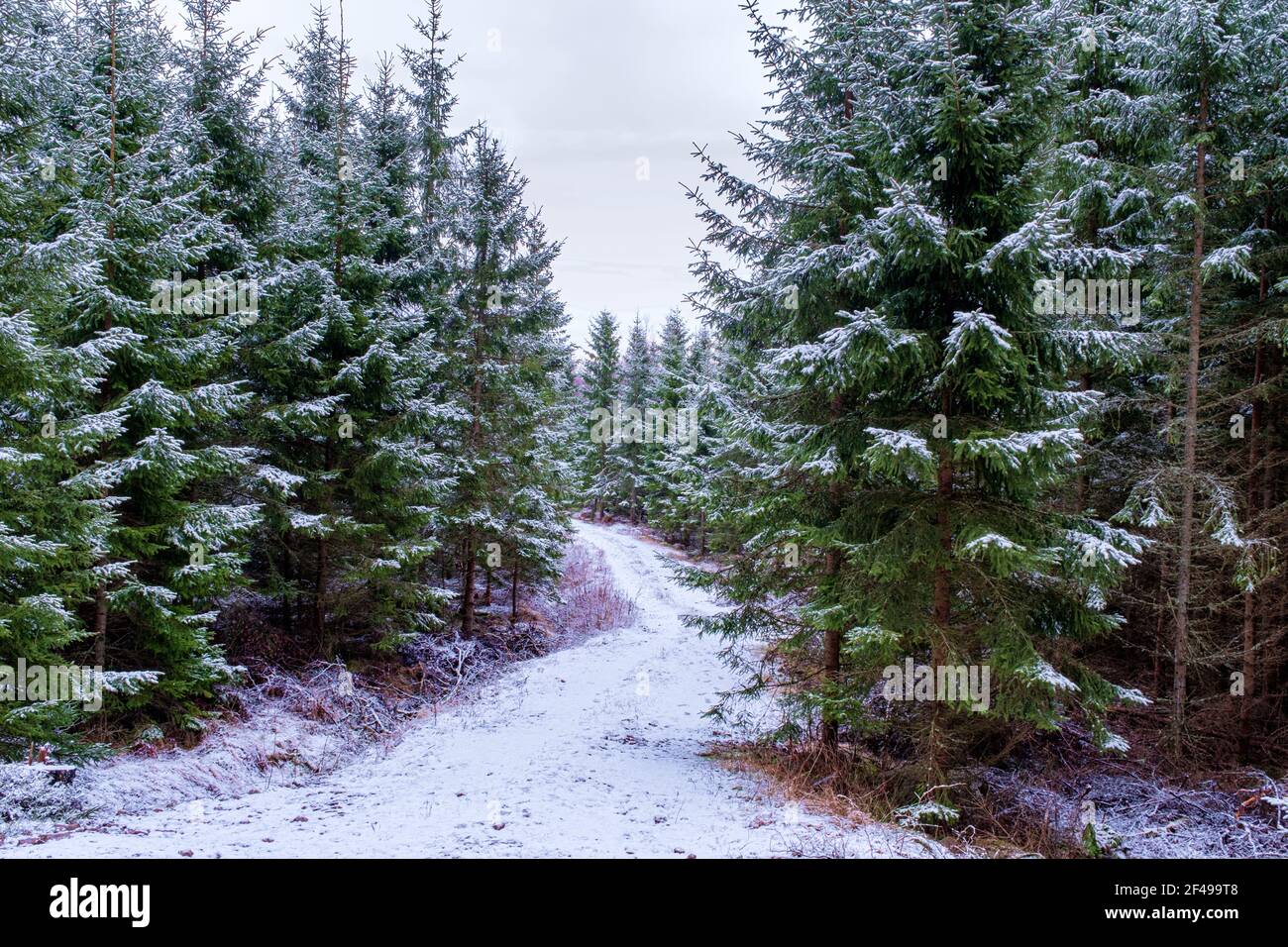 Strada sterrata nel mezzo della pineta coperta di neve a Hjo, Svezia Foto Stock