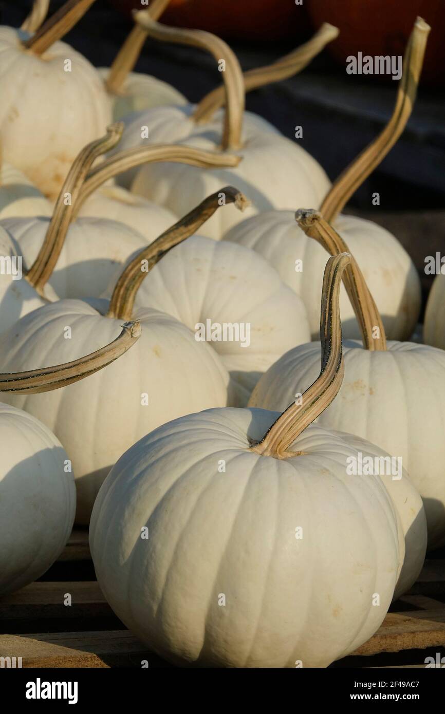 Zucche bianche su un Patch di zucca Foto Stock