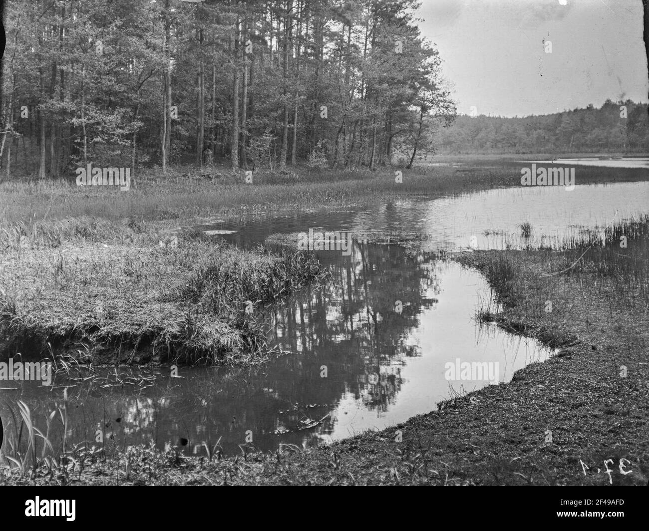 Moritzburg. Moritzburger Teichgebiet. Waldteich Foto Stock