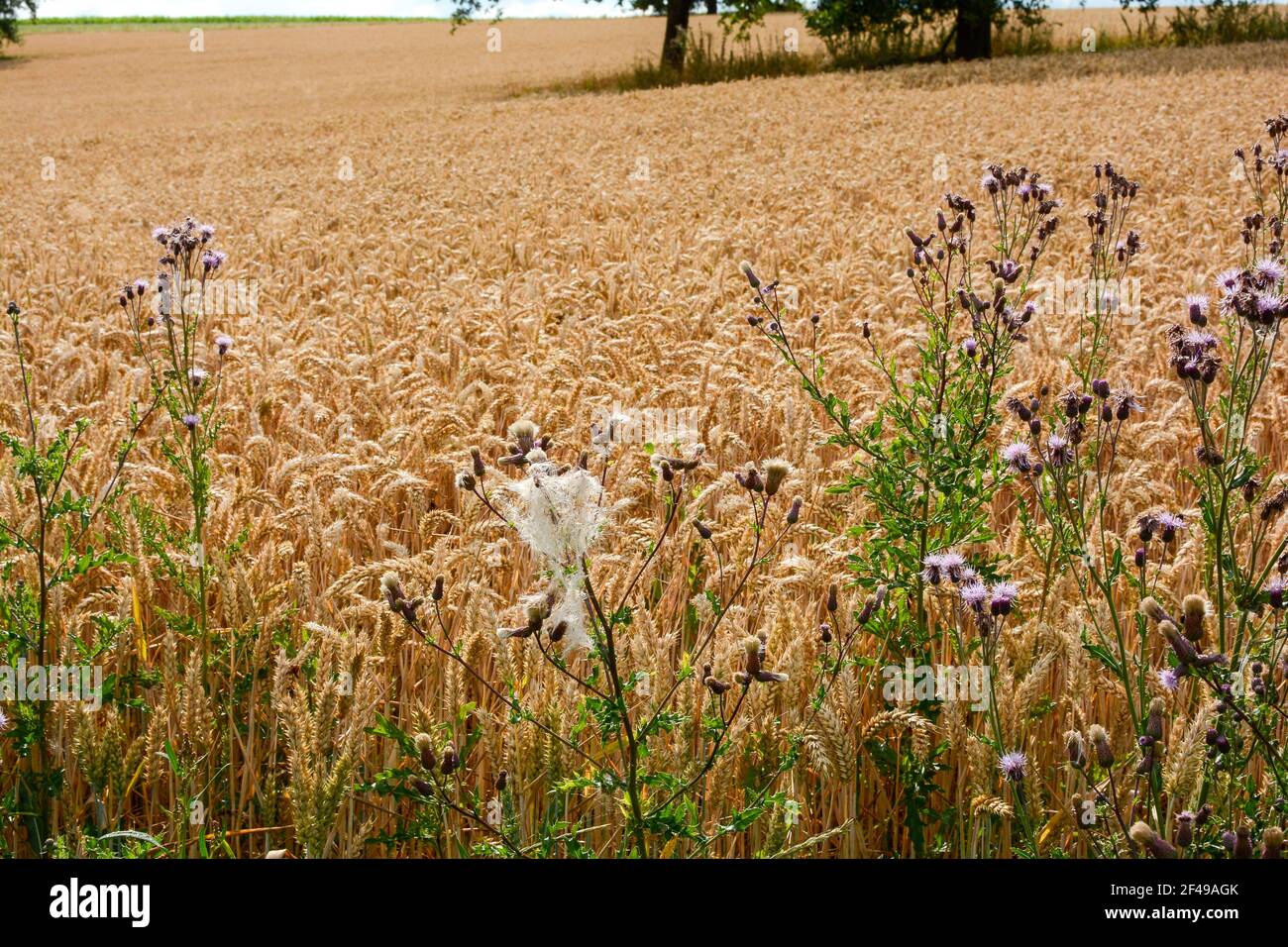 Campo Thistle di fronte a un campo di grano dorato Foto Stock