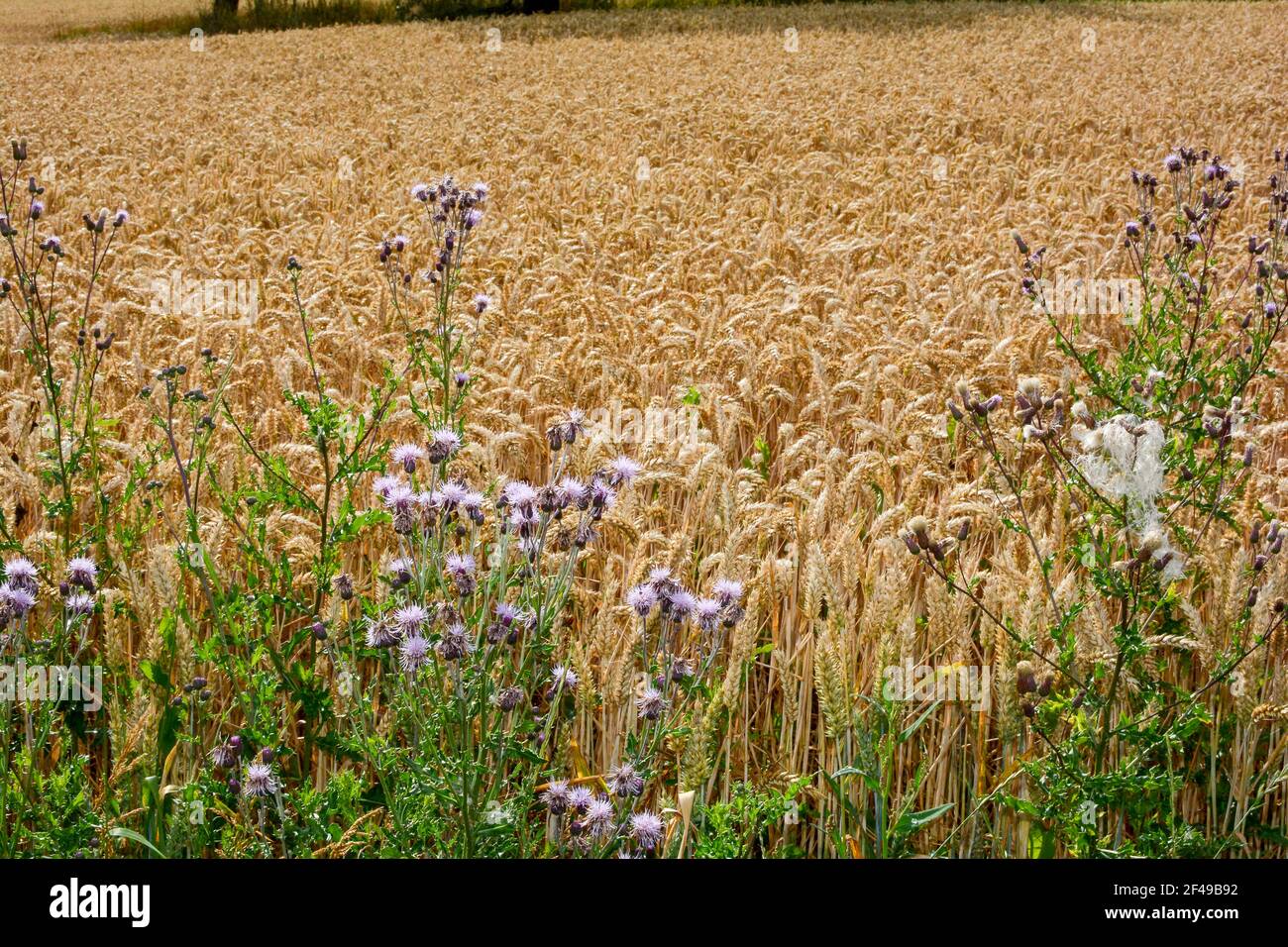 Campo Thistle di fronte a un campo di grano dorato Foto Stock