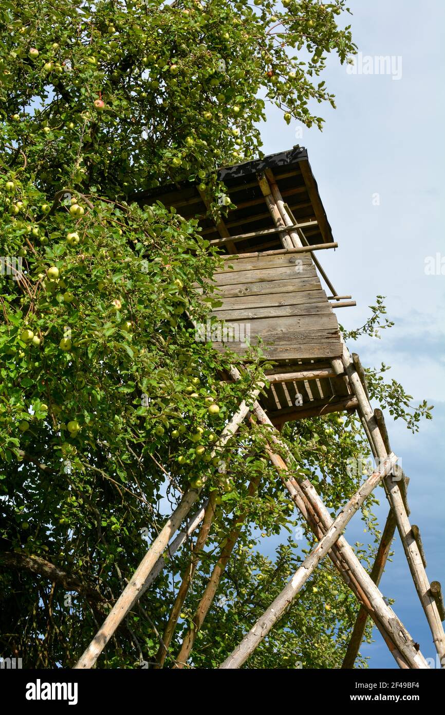 Sede di un cacciatore di legno presso un albero di mele, con molte mele Foto Stock