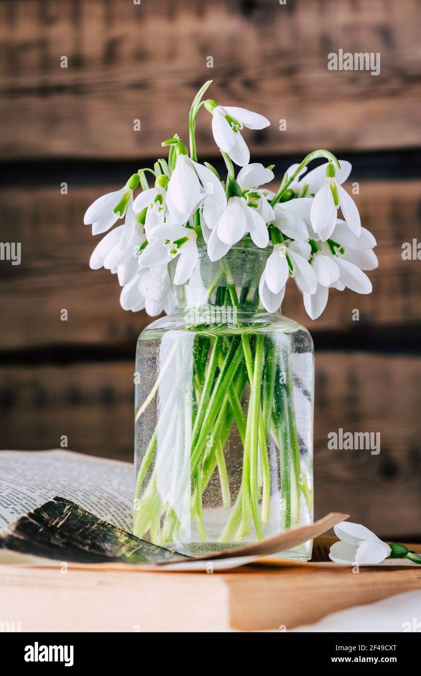 Gocce di neve in un vaso di vetro. Primi fiori di primavera Foto Stock