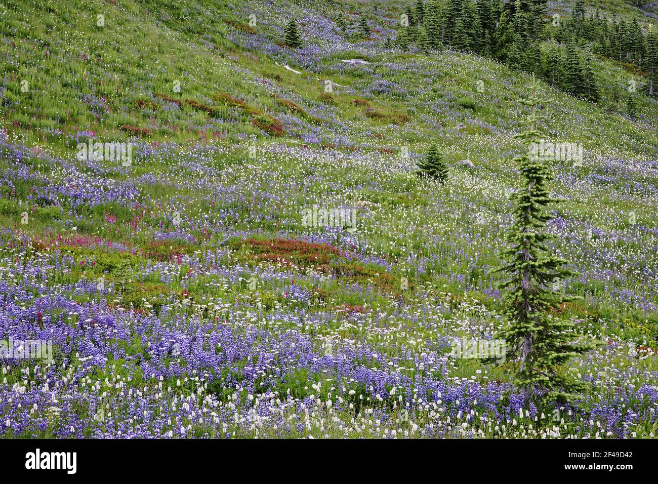 Subalpini Meadows in BloomParadise Mount Rainier NP Washington state, USA PL000565 Foto Stock