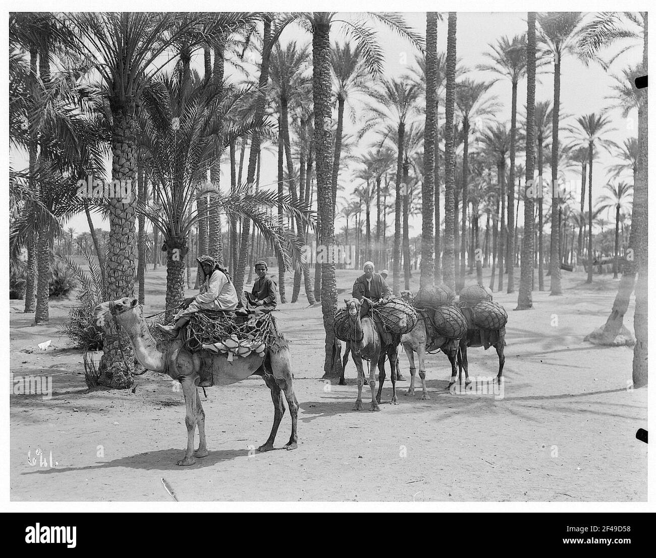 Al Cairo (Egitto). Beduini con cammelli Foto Stock