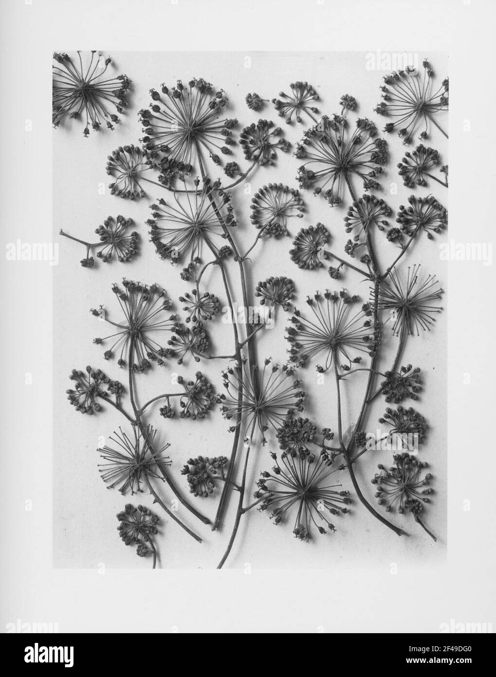 Californian Aralie (Aralia californica), parti inflorescenti Foto Stock