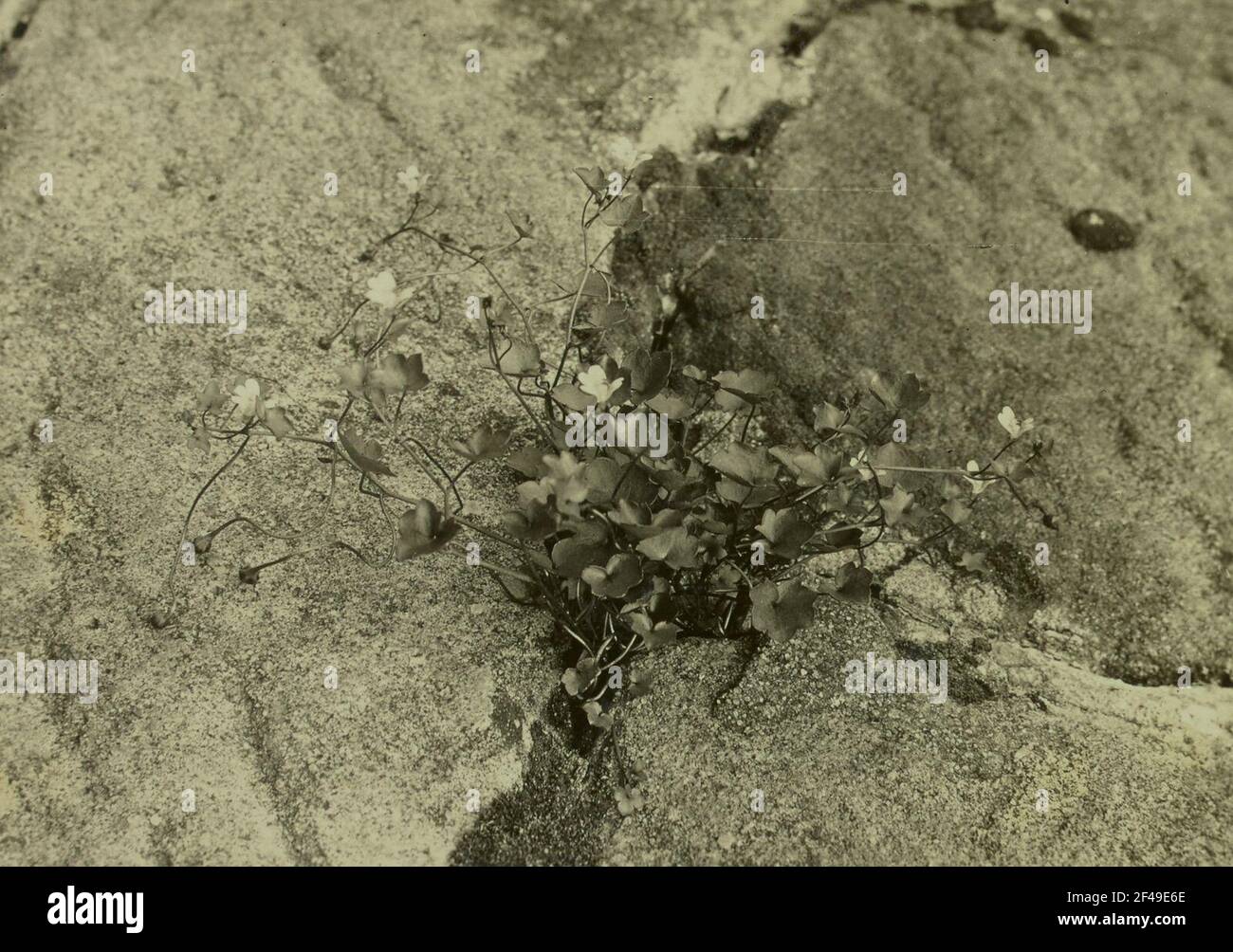Zymbelkraut (Linaria cymbalaria) Foto Stock