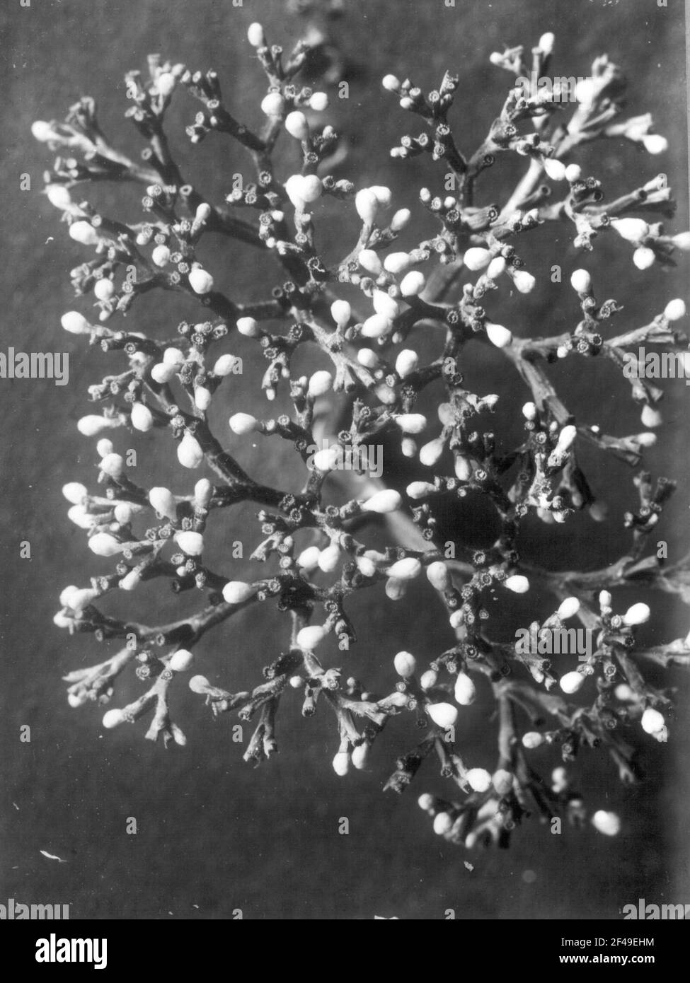 Blader all'aglio Baldrian (Valeriana Alliariaefolia), Dolde con boccioli e frutti immaturi Foto Stock