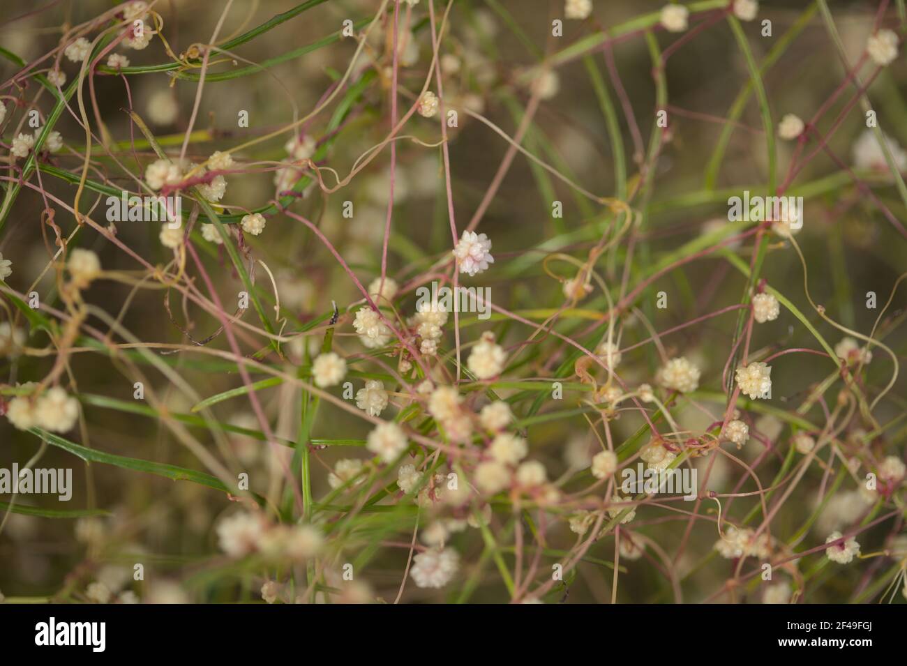 Flora di Gran Canaria - steli filiformi aggrovigliati di Cuscuta approssima aka dodder parassita pianta naturale macro sfondo floreale Foto Stock
