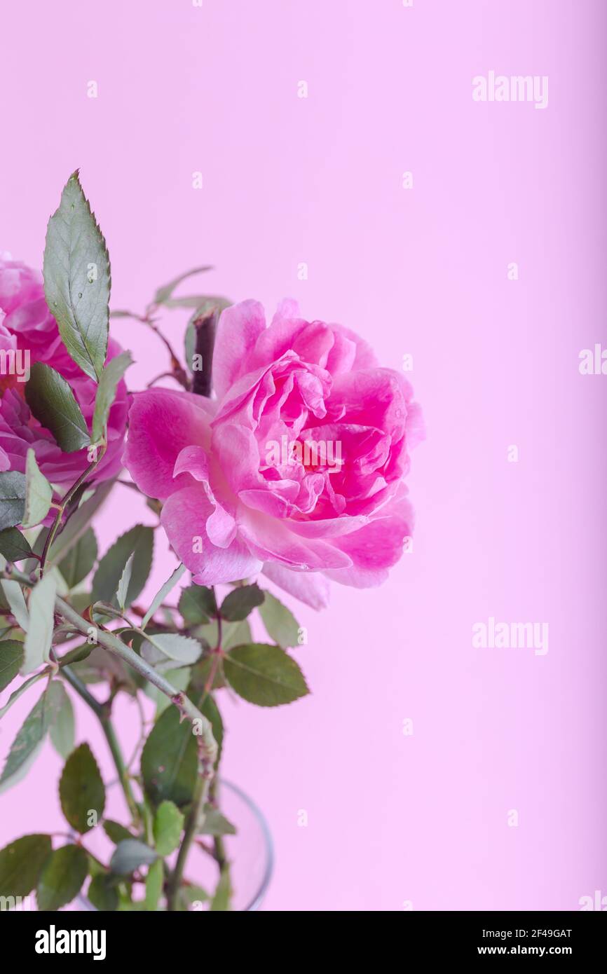 Rosa doppio Alba rosa fiore di becco di Maiden su sfondo rosa chiaro. Morbido sfondo floreale. Primo piano. Foto Stock