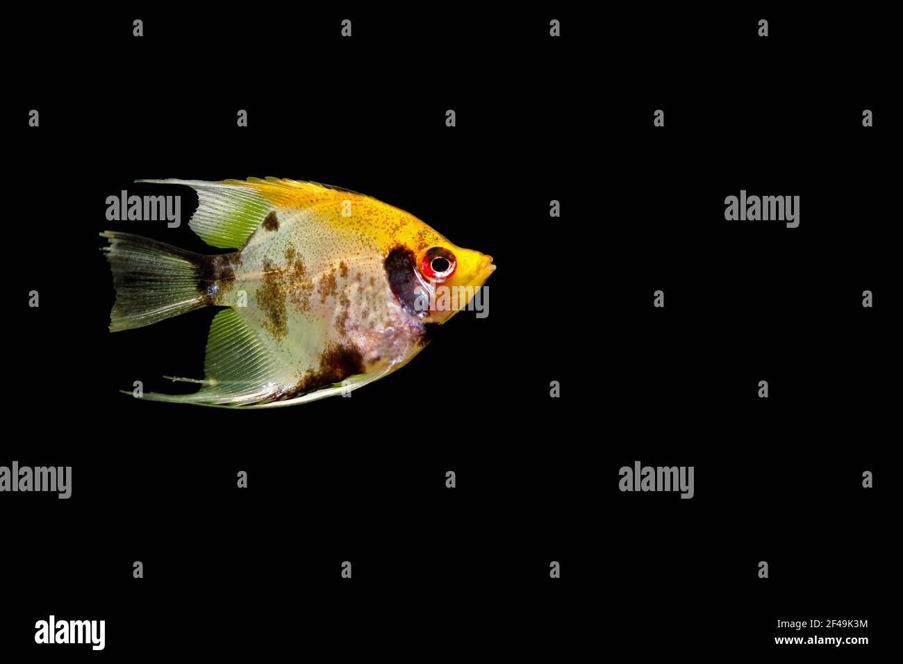 Pesce angelo (Pterophyllum scalare), noto anche come pesce angelo d'acqua dolce, isolato su sfondo nero. Foto Stock