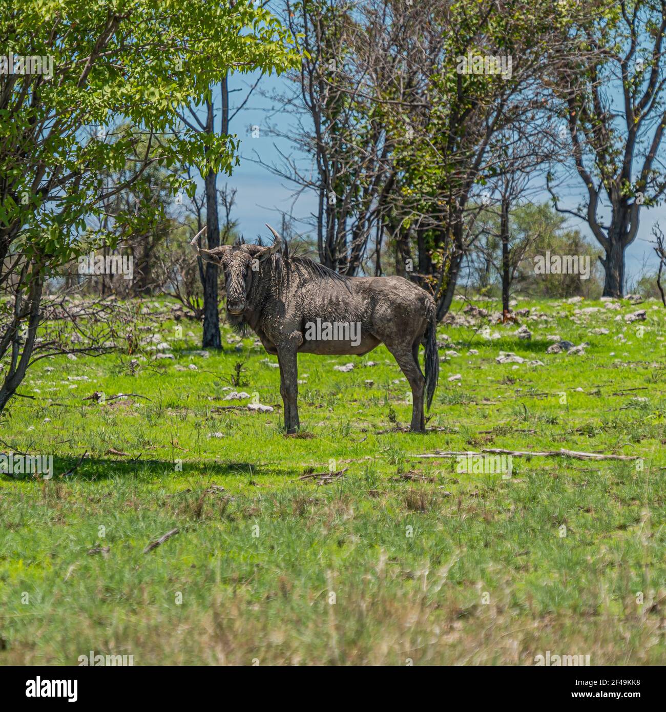 Wild wildebeest, gnu in piedi su erba verde al Parco Nazionale di Etosha, Namibia. Africa Foto Stock