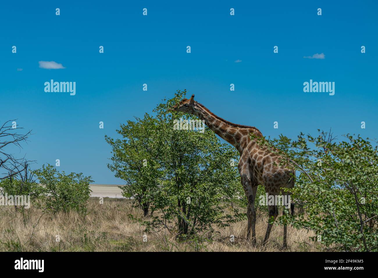 Giraffa sudafricana, giraffa Rotschild camminando alla savana nel Parco Nazionale di Etosha, Namibia, Africa Foto Stock